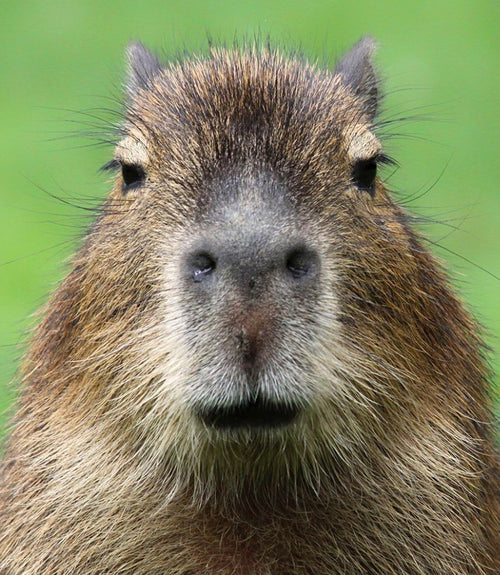 Capybara